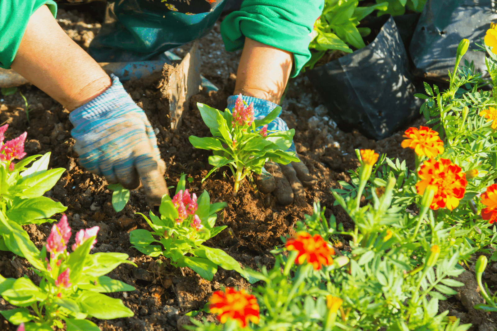 jardinagem ajuda pessoas com TDAH